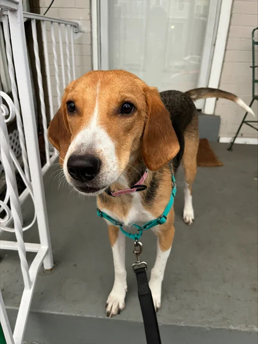 A treeing walker coonhound with a teal harness and pink collar, standing on a porch, looking directly at the camera.