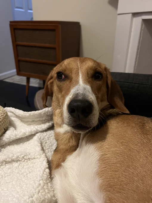 A close-up photo of a treeing walker coonhound lying on a white blanket, tilting its head and looking directly at the camera.