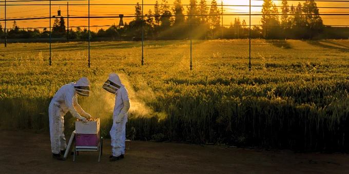 A Fresno State professor and a student, both wearing protective suits, inspect a beehive in a field at sunset. The photo shows hands-on learning about bees, hive management, and sustainable agriculture.