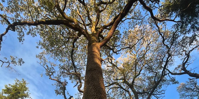 Tall straight oak and blue sky.