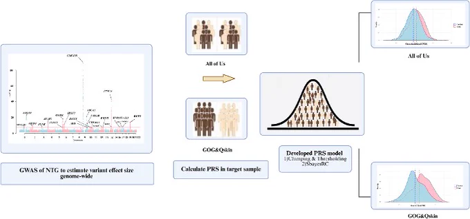 
Schematic overview of the study process. We used the GWAS of NTG to estimate the effect sizes of genome-wide significant variants. These estimates were then used to calculate PRSs in the target populations from the All of Us, GOG, and QSkin datasets. PRS models were subsequently developed and evaluated within these cohorts.