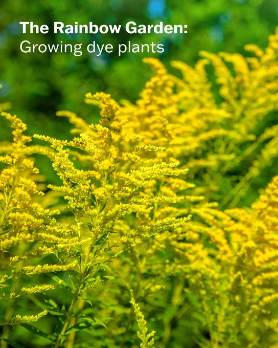 Bright yellow flowers of the goldenrod plant. The text says, "The Rainbow Garden: Growing dye plants."