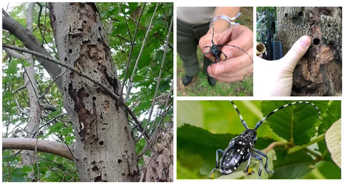 Images of Asian longhorn beetle.  Tree damage caused by Asian longhorned beetle.
