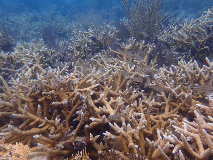 Healthy staghorn coral thicket with stripped fish swimming through. 