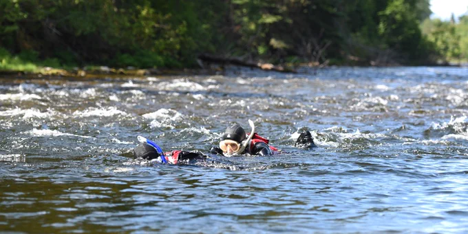 Two UNBC researchers snorkeling in a river, surrounded by lush greenery.