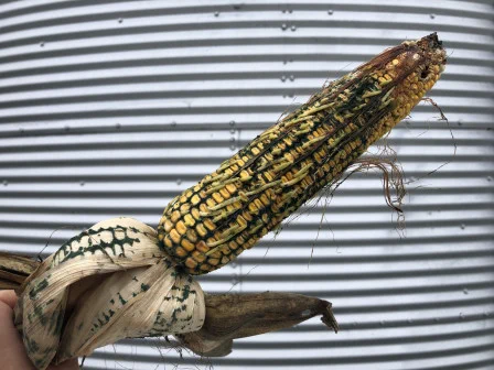 Corn ear with green mold growing between kernels in front of a grain bin. 