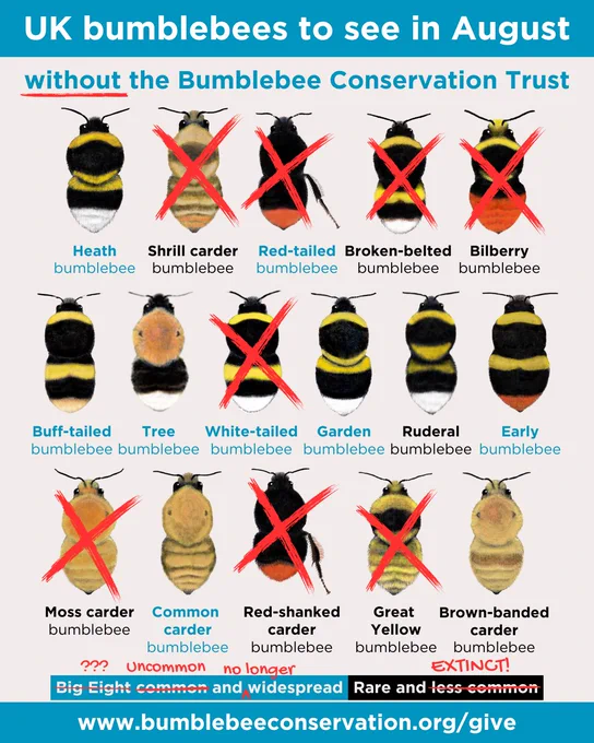 A graphic showing the eight common and rare and less common UK bumblebee species that can be seen in August. Many of the bumblebees have red crosses over them to indicate what could happen without the Bumblebee Conservation Trust.