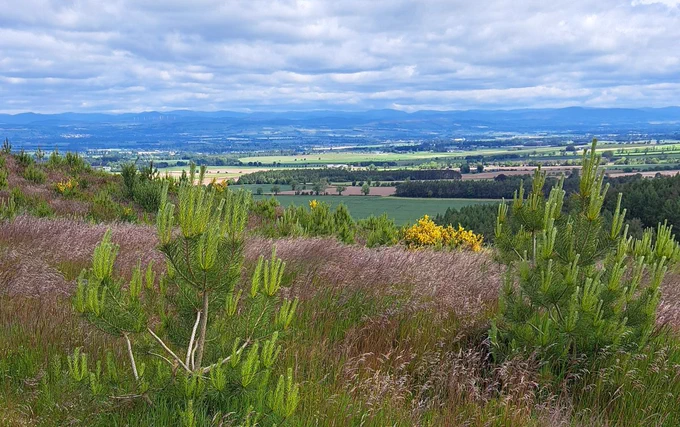 Bandirran woodland in Perth and Kinross. Photo by Highfield Forestry