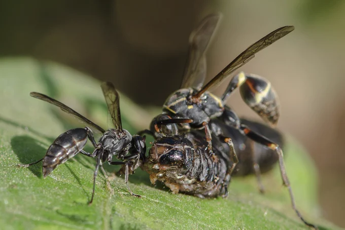 Representative image of a committed attack by Polybia sp and Mischocyttaurus sp on a sentinel fall armyworm caterpillar