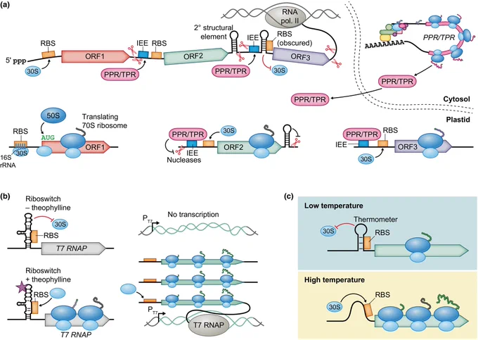 Gene expression in plastids. 