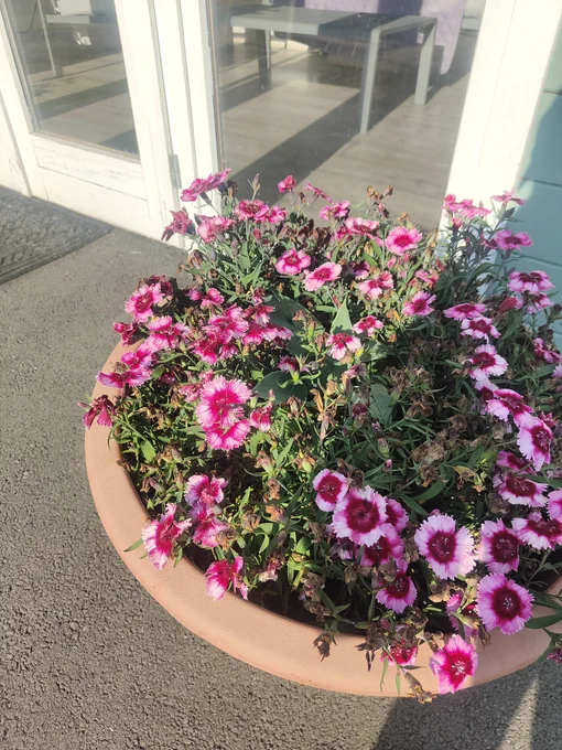 Dark pink pinks