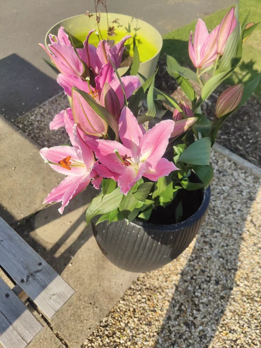 Pink oriental lillies 
