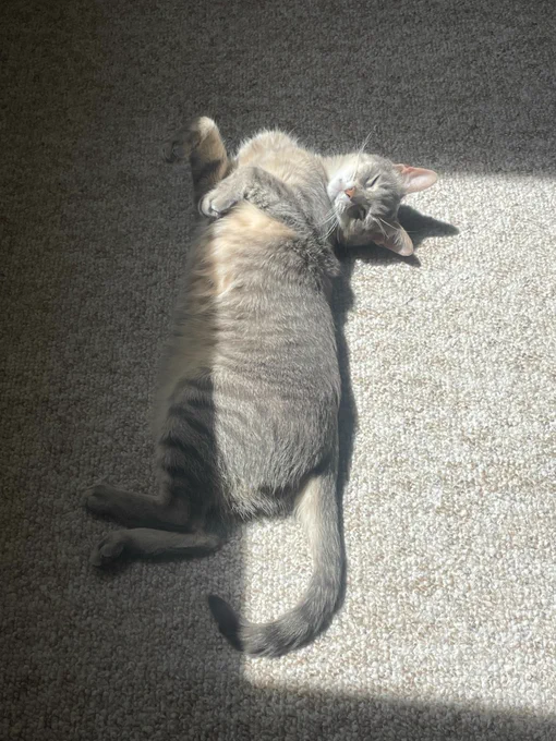 A cat lying on its back on a sunlit carpet, enjoying the warmth.