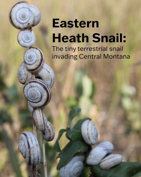 A bunch of Eastern Heath Snails clings to a plant. The text says, "Eastern Heath Snail: The tiny terrestrial snail invading Central Montana."