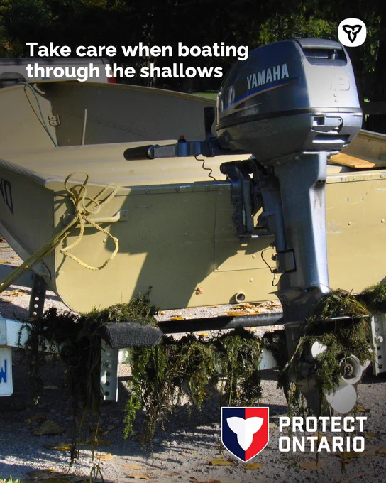 Alt text: Boat and motor sitting on a trailer and covered in aquatic plants. Text reads, “Take care when boating through the shallows”
