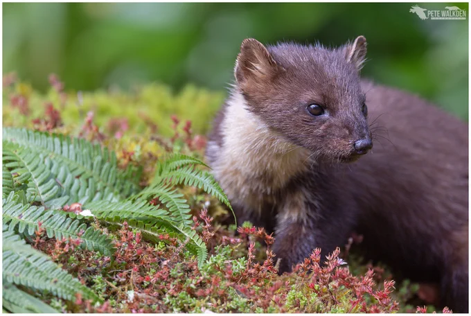 A photo of a pine marten enjoying some food that had been put out in the garden of a cottage we're renting, out on the west coast of Scotland.