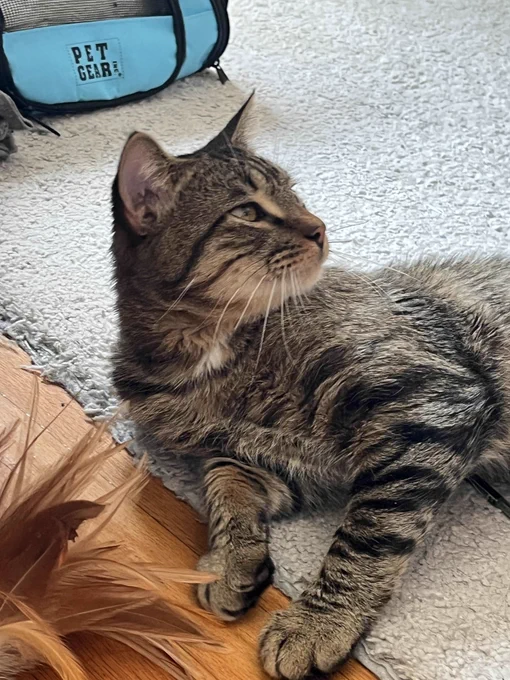 A brown tabby cat lying on a grey carpet