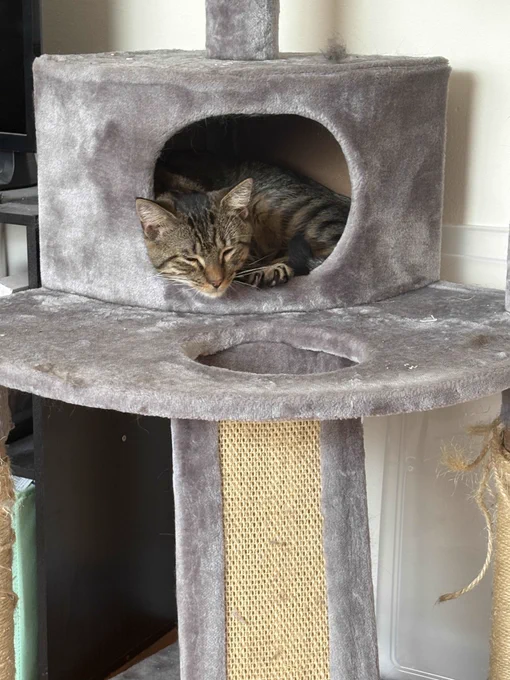 A brown tabby cat curled up in a cat tree cubbyhole