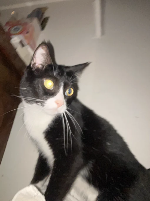Basil a black and white tuxedo cat with a white snout neck and chest stands on top of a white blanket, his eyes gleaming from camera flash, but his weird gaze very distant …