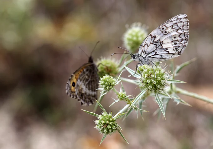 Esper's Marbled White (Melanargia russiae) [RHS] & False Grayling (Arethusana arethusa) [LHS] © Jon Dunn