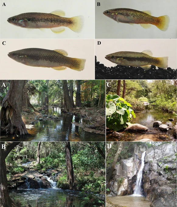 Domínguez-Cisneros, S. E., Velázquez-Velázquez, E., Domínguez-Domínguez, O., & Beltrán-López, R. G.. (2025). A new species of 𝑃𝑟𝑜𝑓𝑢𝑛𝑑𝑢𝑙𝑢𝑠 (Cyprinodontiformes: Profundulidae) from southeastern Mexico. Neotropical Ichthyology, 23(2), e240096. https://doi.org/10.1590/1982-0224-2024-0096