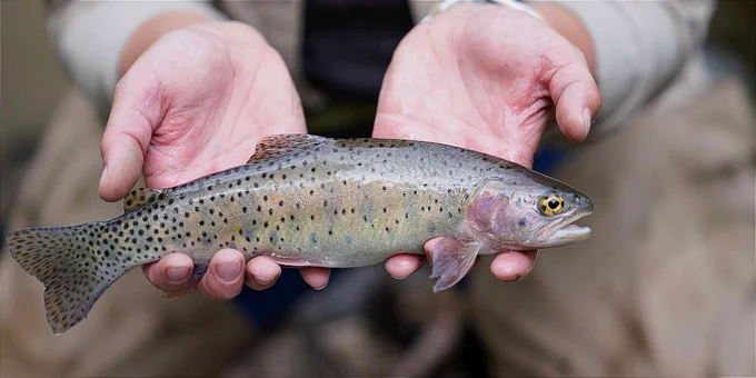 a spotted fish in a man's hands