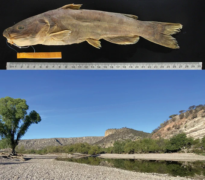 Avila-Treviño E, Cardoza-Martínez GF, Alonzo-Rojo F, Pérez-Rodríguez R (2025) 𝐼𝑐𝑡𝑎𝑙𝑢𝑟𝑢𝑠 𝑛𝑎𝑧𝑎𝑠 sp. nov., a new species of North American catfish (Siluriformes, Ictaluridae) from Mexico. ZooKeys 1248: 33-51. https://doi.org/10.3897/zookeys.1248.151641