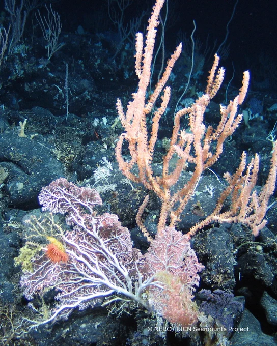 Image of a deep-sea coral ecosystem, featuring various types of coral including a prominent orange branching coral, captured during the NERC IUCN Seamounts Project.