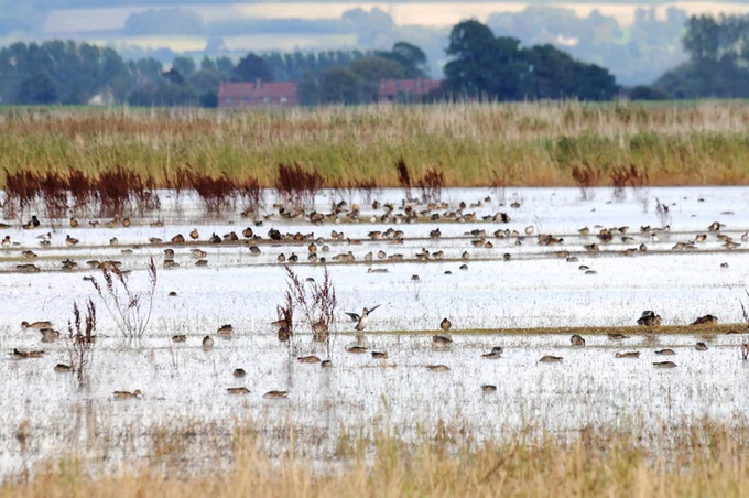 Images shows a grassy lake with many waterbirds 
