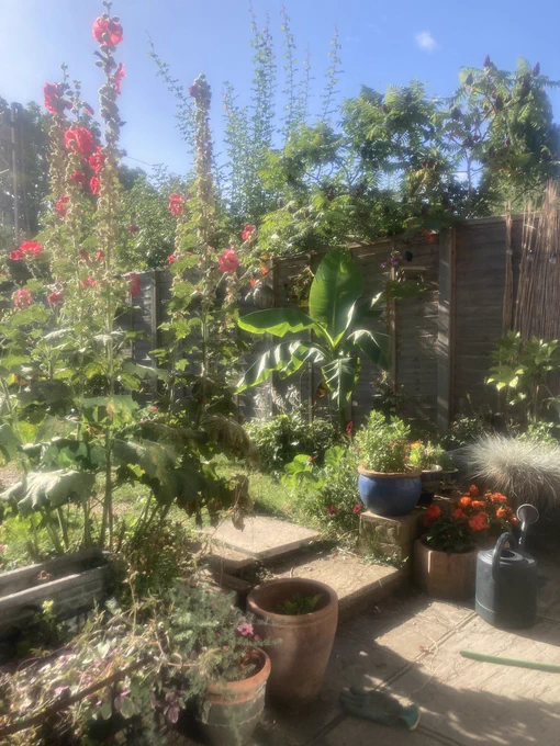 Garden with banana plant.