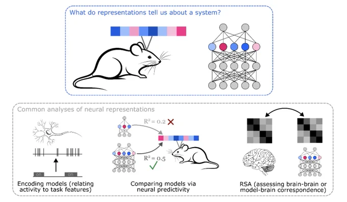 What do representations tell us about a system? Image of a mouse with a scope showing a vector of activity patterns, and a neural network with a vector of unit activity patterns
Common analyses of neural representations: Encoding models (relating activity to task features) drawing of an arrow from a trace saying [on_____on____] to a neuron and spike train. Comparing models via neural predictivity: comparing two neural networks by their R^2 to mouse brain activity. RSA: assessing brain-brain or model-brain correspondence using representational dissimilarity matrices