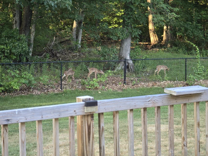 Triplet Fawns- all still have spots