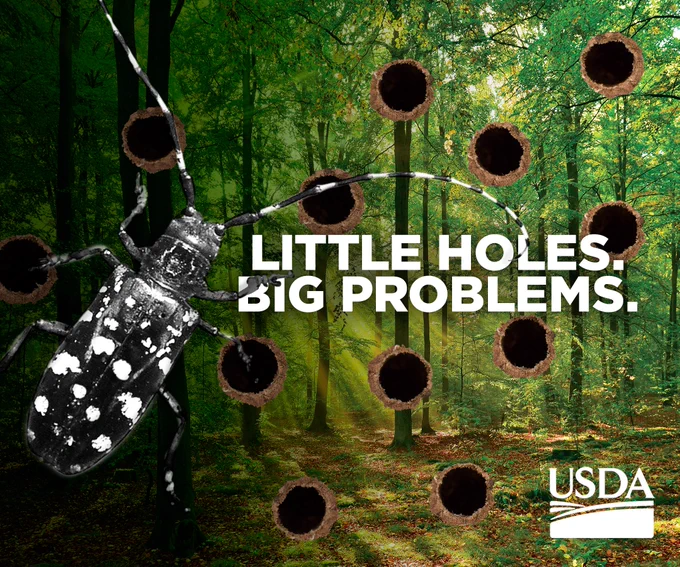 "little holes big problems" Asian longhorned beetle