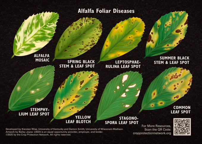 Various alfalfa disease symptoms on alfalfa leaflets as an illustration. Illustration by Bailey Joyce. 