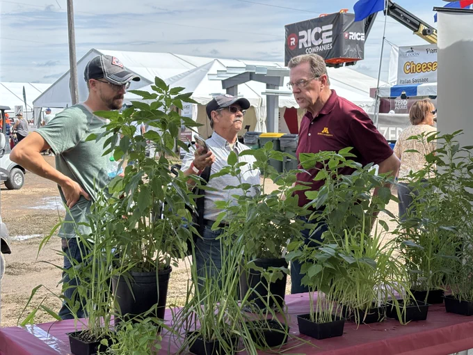 Two Farmfest attendees talk with Dave Nicolai in front of a display with different types of plants.