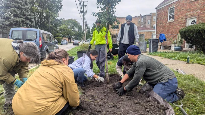 A group of people collaborating to care for a tree in a residential yard.