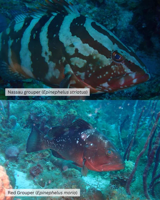 Top, Nassau grouper (Epinephelus striatus); Bottom, Red Grouper (Epinephelus morio).