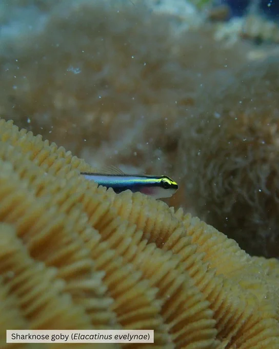 Sharknose goby (Eleactinus evelyane).
