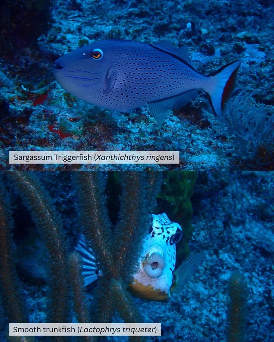 Top, Sargassum Triggerfish (Xanthichthys ringens); Bottom, Smooth trunkfish (Lactophrys triqueter).