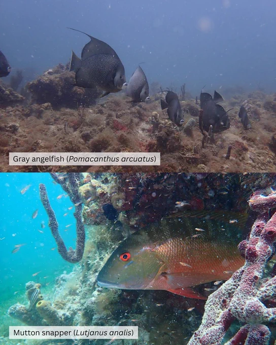 Top, Gray angelfish (Pomacanthus arcuatus); Bottom, Mutton snapper (Lutjanus analis).