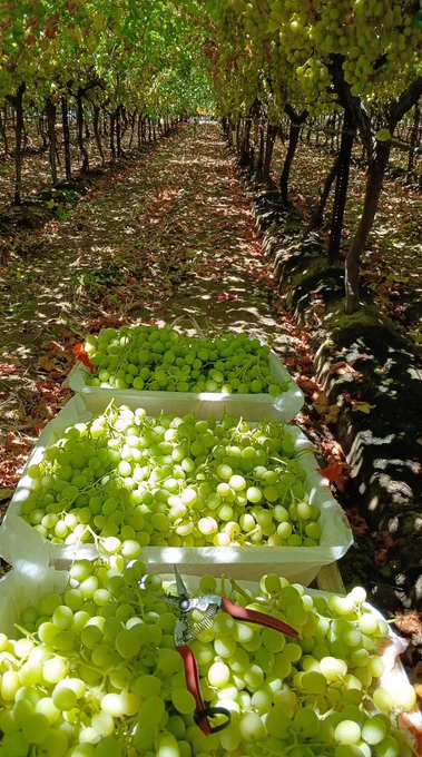 Freshly harvested grapes in bins w/a clipper under densely packed grapevines 