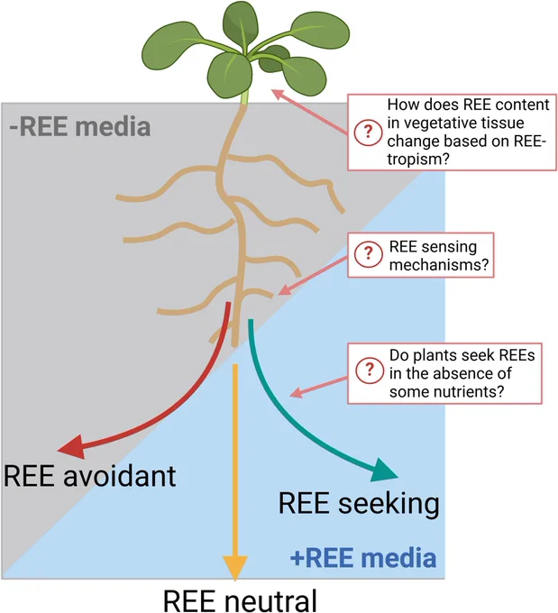 Exploring plant growth adaptations to rare earth element-rich environments.