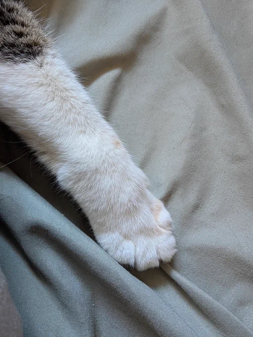 the paw of a cat. perfect in every way
