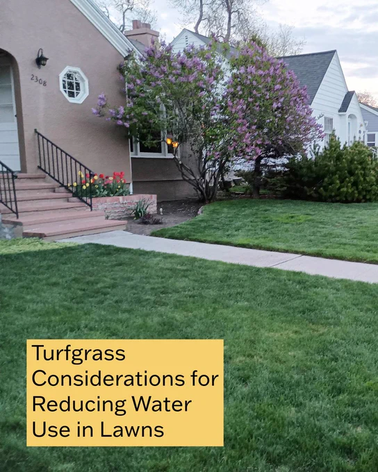 A front lawn. The text says, "Turfgrass considerations for reducing water use in lawns."