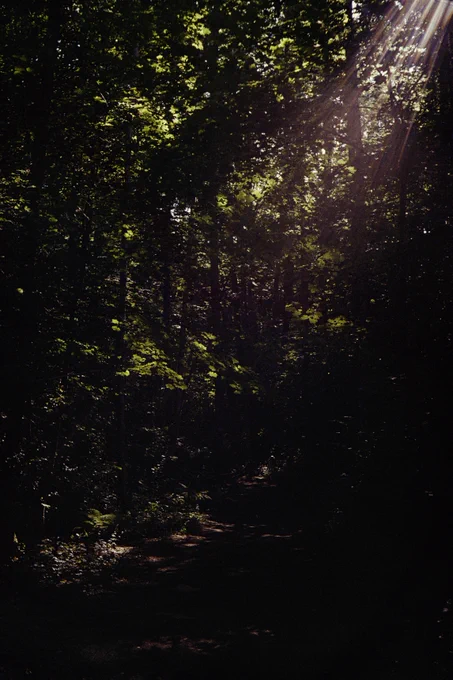 Rays of sunshine shining down on a path through a dense forest.