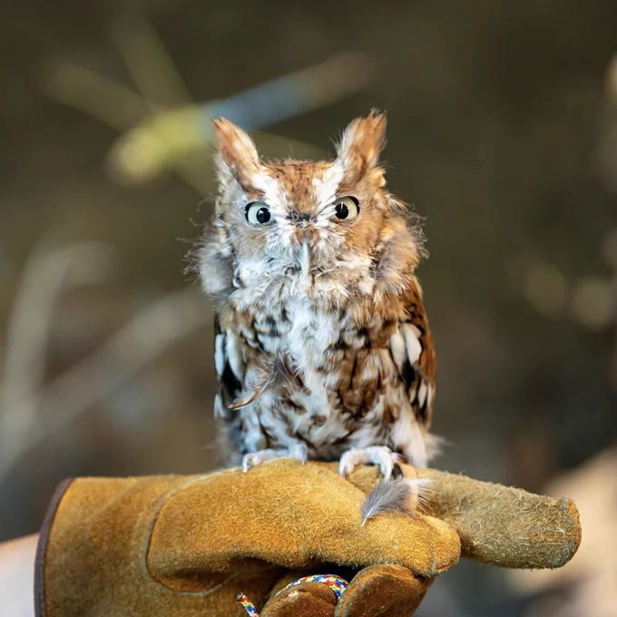 Owl on gloved hand.