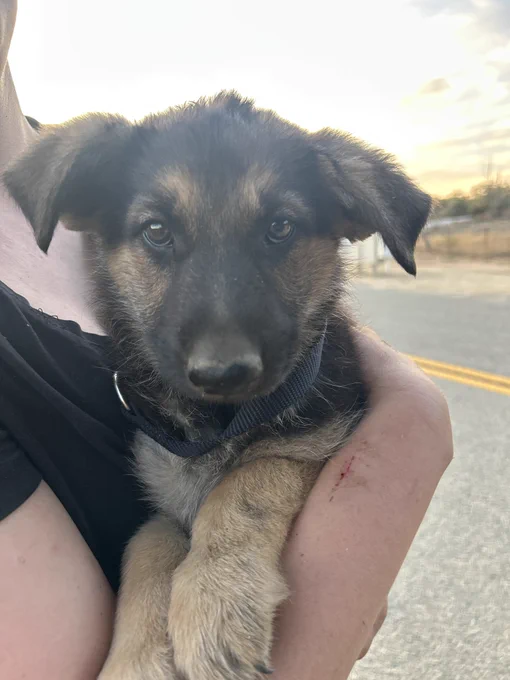 German shepherd mix puppy. 