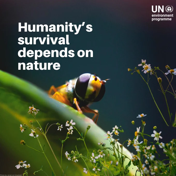 A close-up image of a bee on a green leaf with small white flowers around it. The background is blurred, highlighting the bee and the flowers. The text on the image reads, 'Humanity's survival depends on nature.