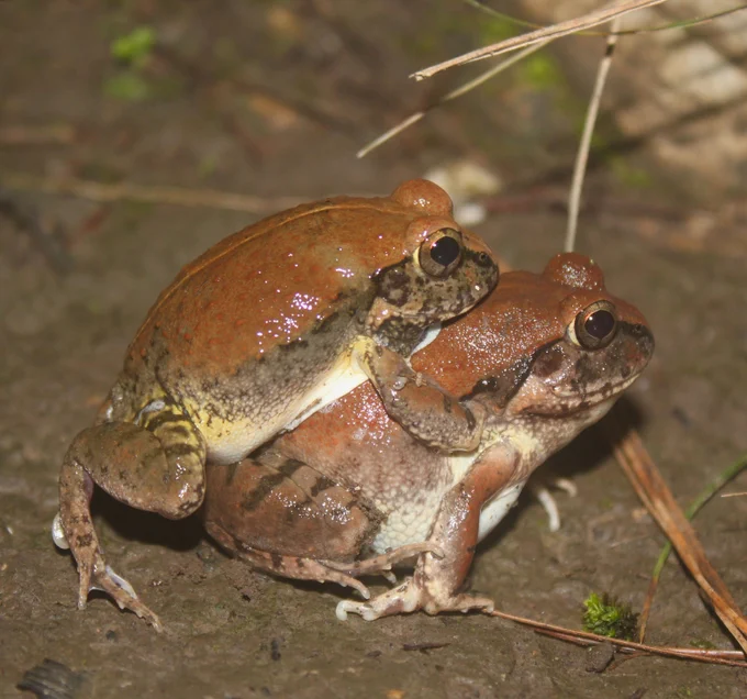 frogs