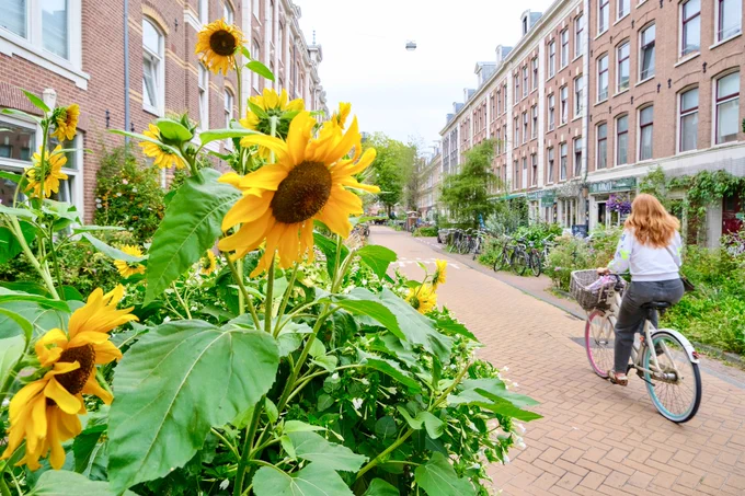 People of all ages and abilities walk, cycle, sit, and socialise along the residential streets of Amsterdam, which are lined with buildings, trees, flowers and plantings, benches, and terraces.